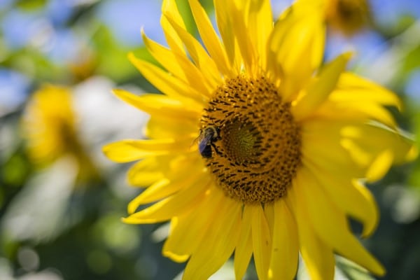 Sunflower Yellow Beautiful Macro Nature Mens Sunglasses With Case